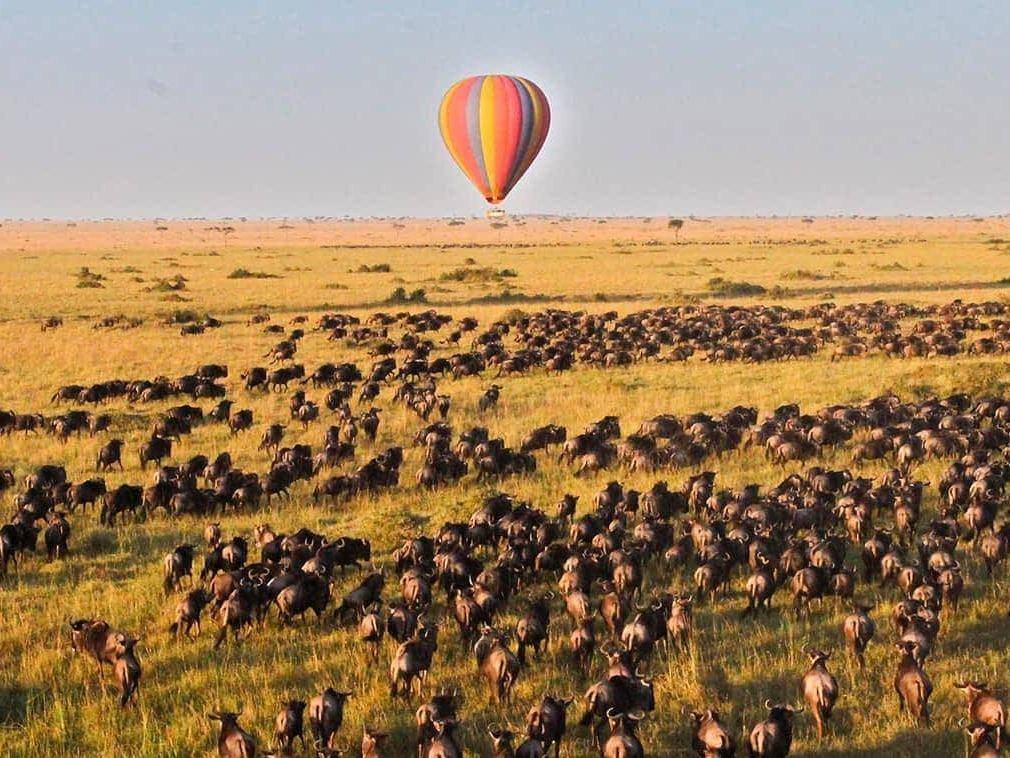 Wildebeest herds on the Serengeti plains